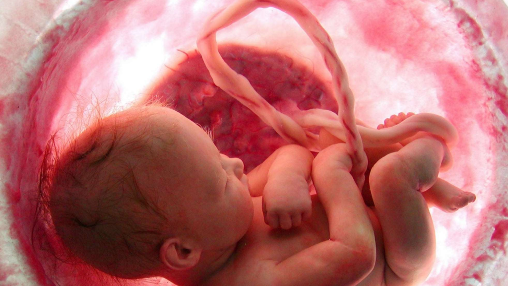 One of the top Cord blood banks in Europe. Marketing vision by Berg Digital